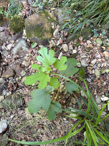 common fig