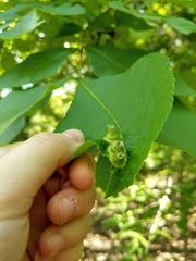 Phylloxera caryaefoliae