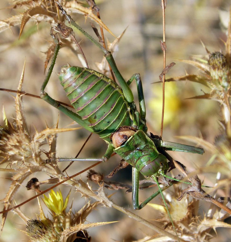 Andalusian Saddle Bush-cricket