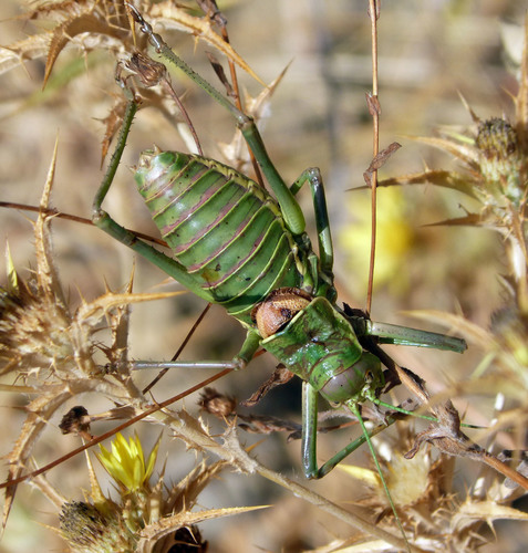 Andalusian Saddle Bush-cricket