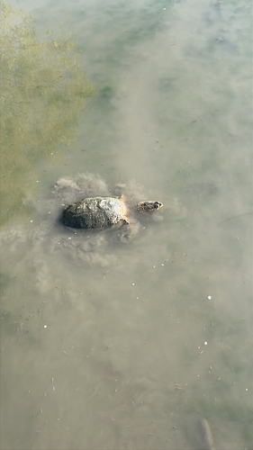 Common Snapping Turtle
