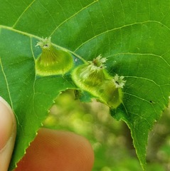 Phylloxera caryaefoliae