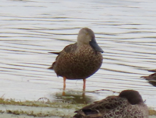 iNaturalist: (c) Gigi Laidler, some rights reserved (CC BY-NC), uploaded by Gigi Laidler iNaturalist image