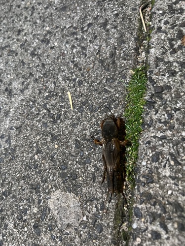 European Mole Cricket, Hugo de Grootplein, Amsterdam, North Holland, NL, photo 10 of 10