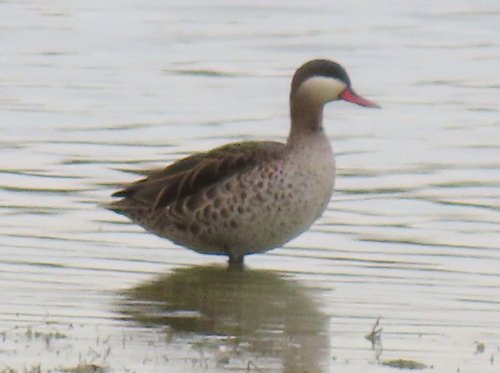 iNaturalist: (c) Gigi Laidler, some rights reserved (CC BY-NC), uploaded by Gigi Laidler iNaturalist image