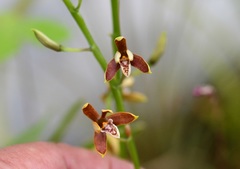 Prosthechea livida