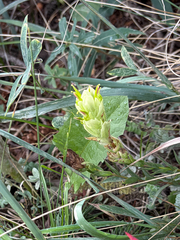 Castilleja septentrionalis, photograph (c) Bob Walker, some rights reserved (CC BY)