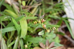 Prosthechea livida