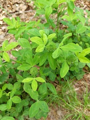 Trifolium reflexum
