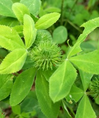 Trifolium reflexum