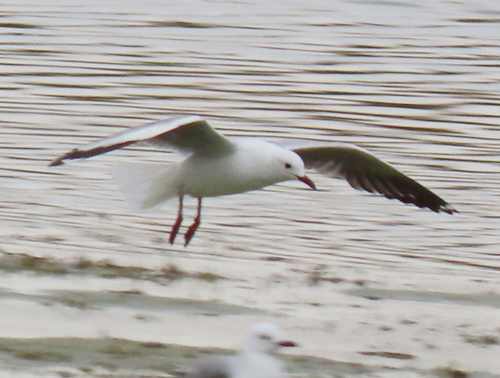 iNaturalist image