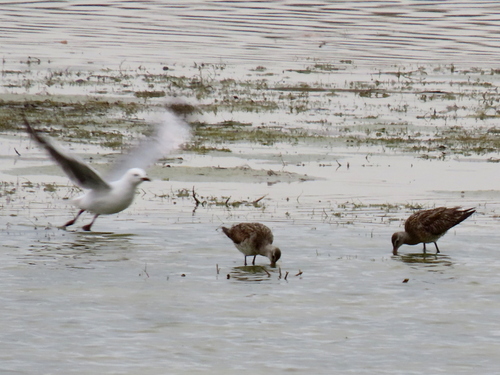 iNaturalist image