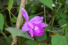 Sobralia macrantha