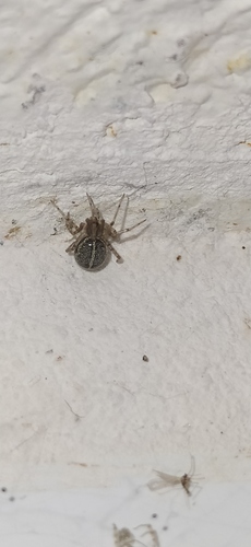 Steatoda castanea