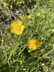 Ranunculus polyanthemos