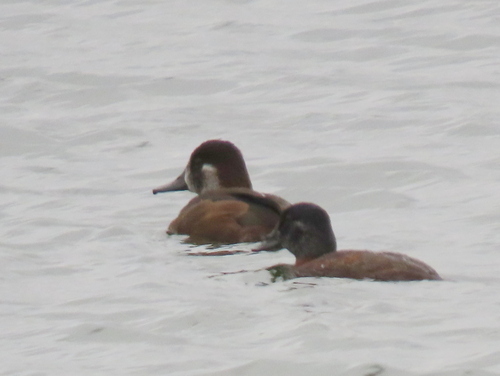 iNaturalist image