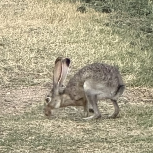 Black-tailed Jackrabbit observed by kpierce1613