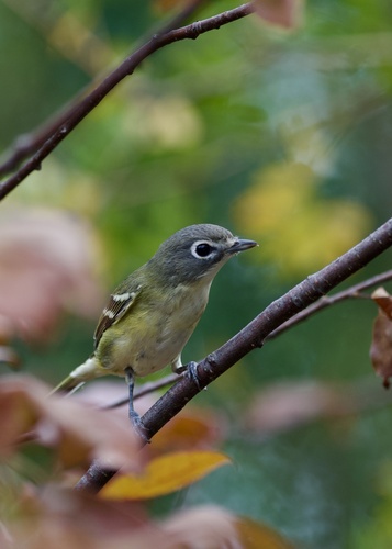 Blue-headed Vireo