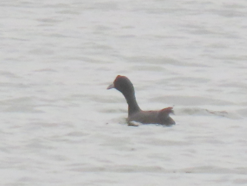 iNaturalist image