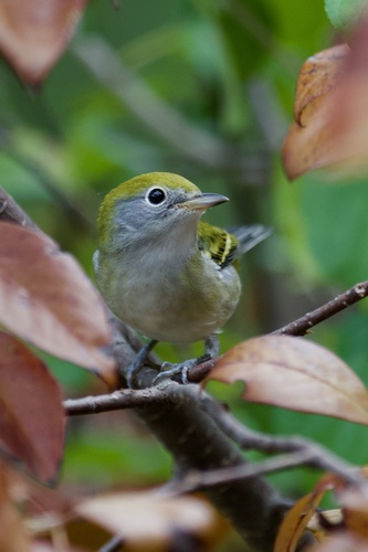 Chestnut-sided Warbler