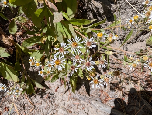 Eurybia radulina