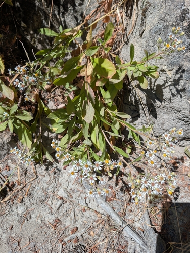 Eurybia radulina, photograph 1