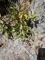 Eurybia radulina, photograph author not stated, no rights reserved