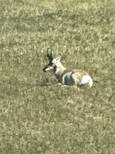 American Pronghorn