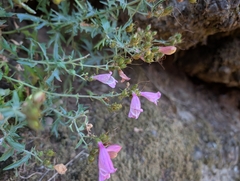Penstemon richardsonii