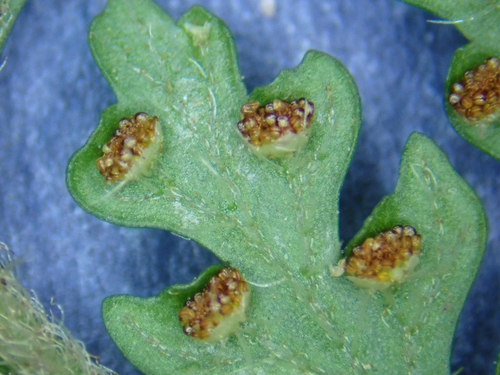 Microlepia setosa, 2026-08-31