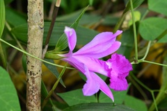 Sobralia macrantha