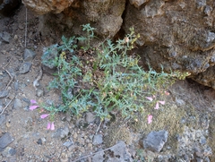 Penstemon richardsonii, photograph author not stated, no rights reserved
