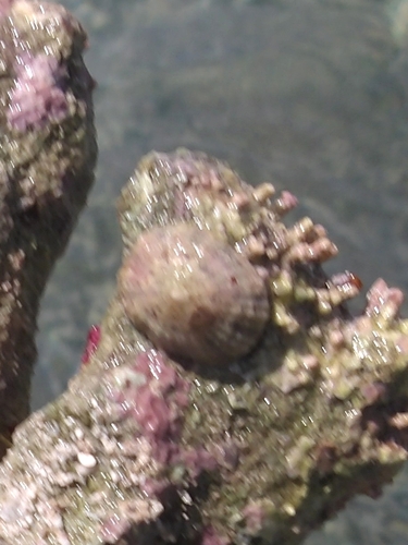 Eoacmaea pustulata observed 2026-08-27