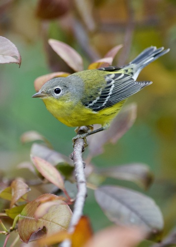 Magnolia Warbler