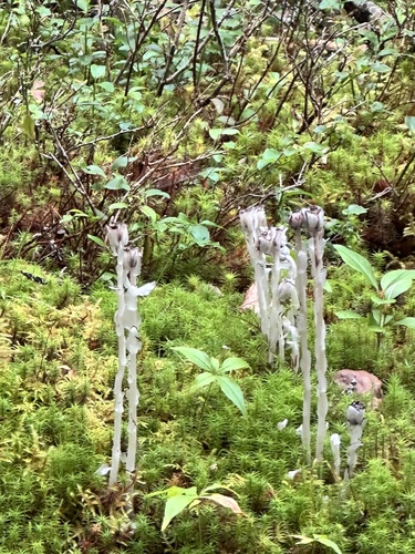 Ghost Pipe