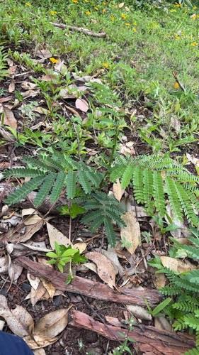 Albizia observed 2026-08-26