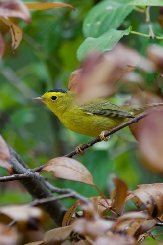 Wilson's Warbler