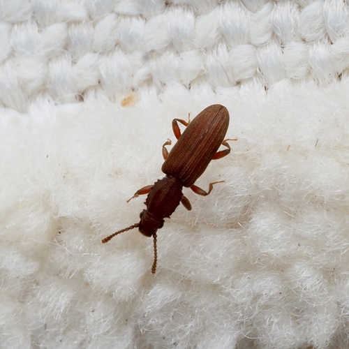 Merchant Grain Beetle photo 5