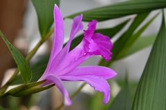 Sobralia macrantha