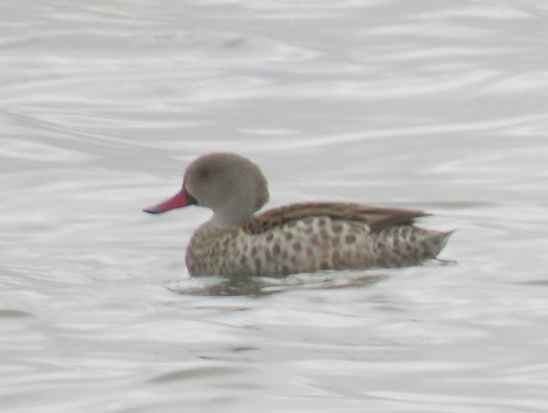 iNaturalist image