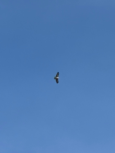 Common Buzzard