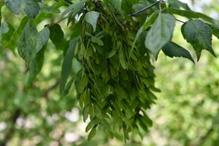 Acer negundo mexicanum