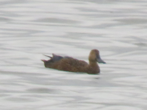 iNaturalist image