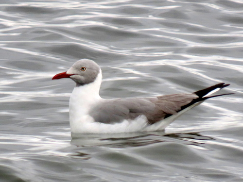 iNaturalist image