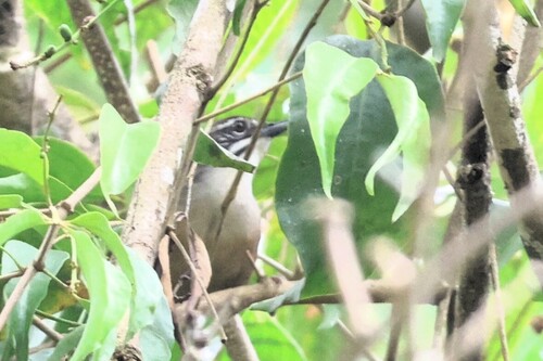 Moustached Wren