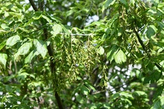 Acer negundo mexicanum