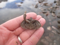 Cryptolithodes typicus