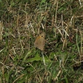 Meadow Brown