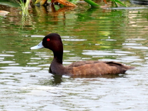 iNaturalist image