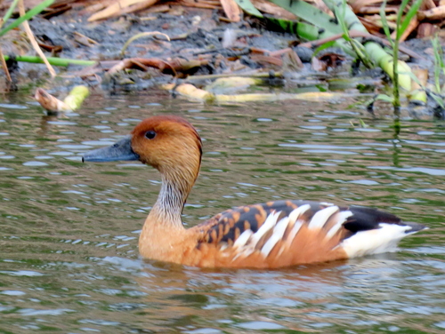 iNaturalist image